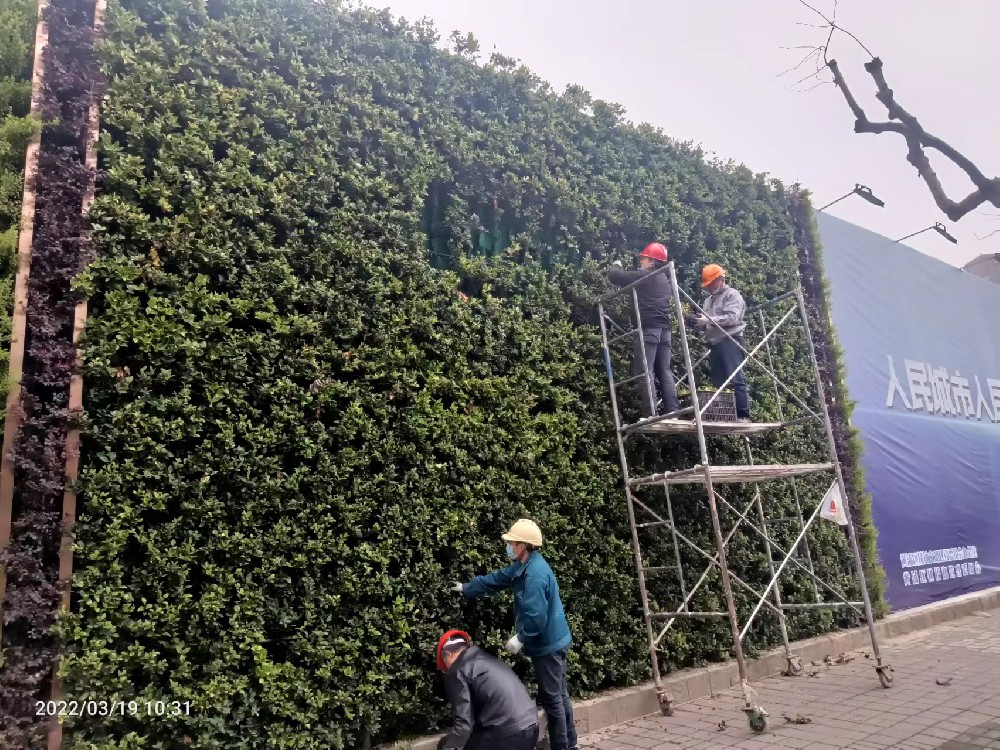 植物墙养护现场